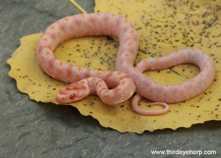 Reverse Okeetee Corn Snake